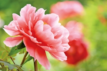 前社長ブログ:「花はなぜ美しいか?」